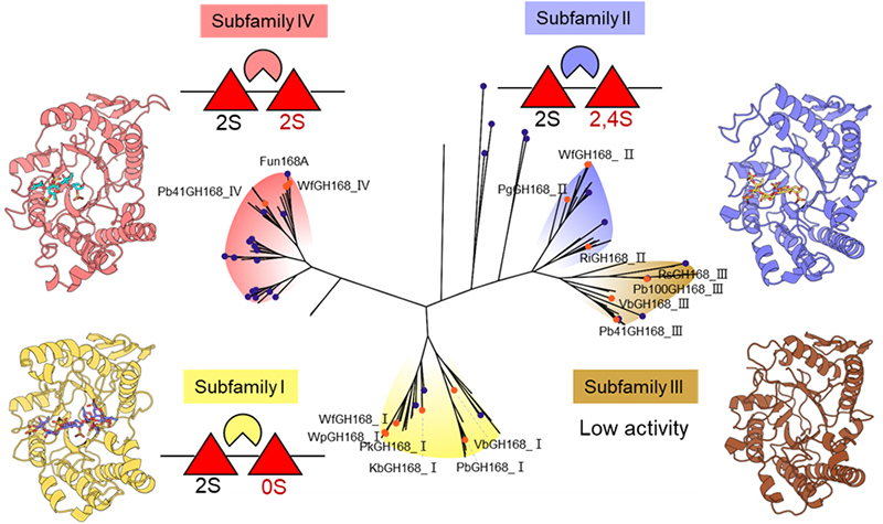 中国海洋大学在海洋多糖糖苷酶构效关系研究领域取得新进展