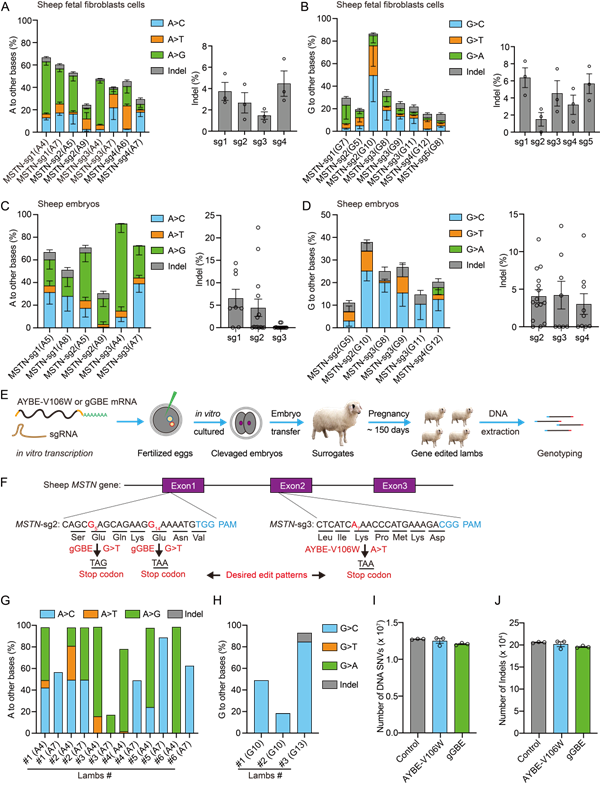 西北农林科技大学(747)羊遗传改良与生物育种团队在基于糖基化酶的编辑器安全性评估及绵羊中高效应用方面取得重要进展
