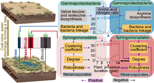西北农林科技大学(739)林学院盛敏副教授揭示土壤氨基酸氮动态累积的微生物调节机制