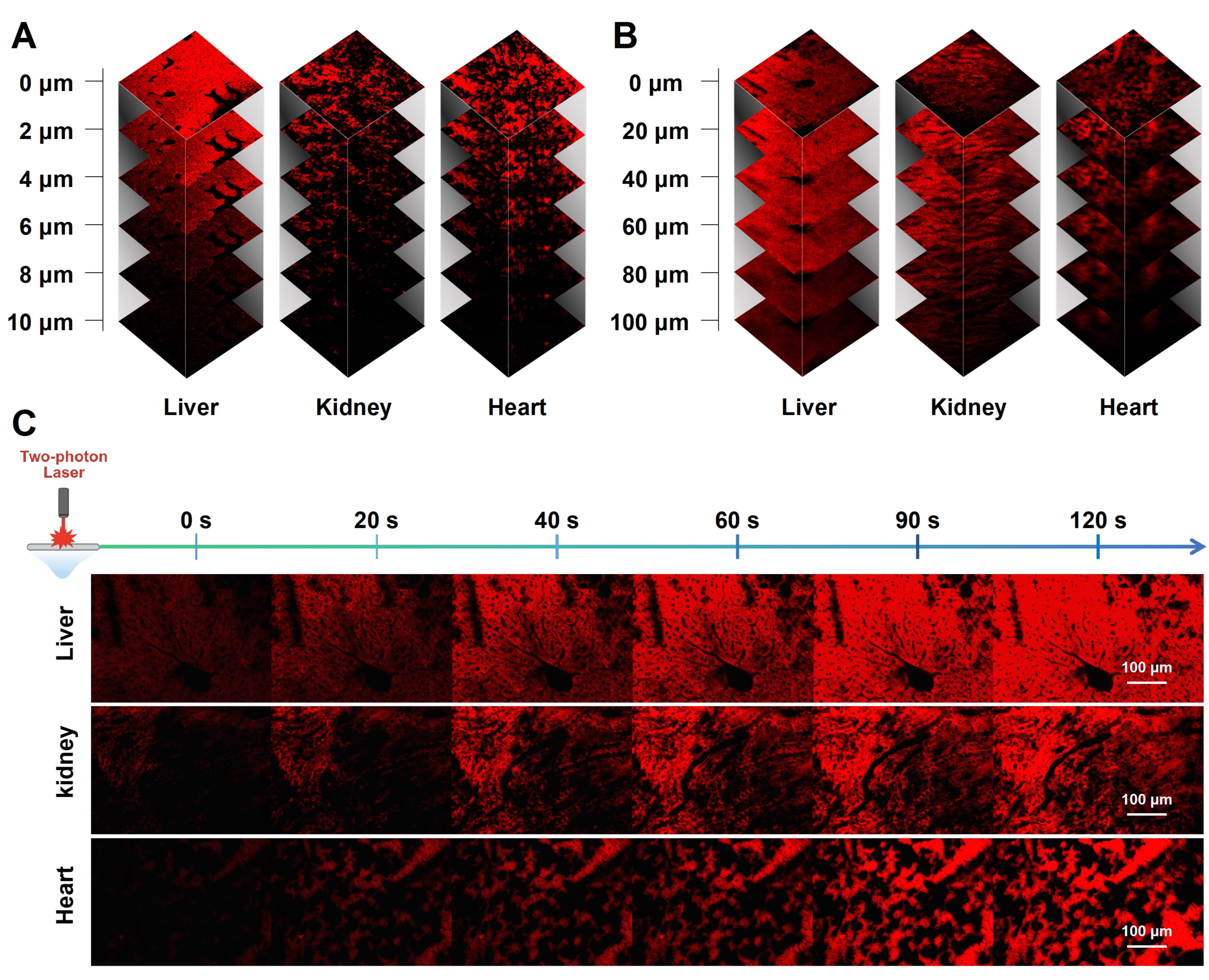 清华大学深圳国际研究生院谭春燕课题组合作在细胞器与组织双光子成像研究领域取得新进展
