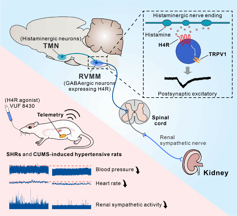 南京大学南京大学生命科学学院朱景宁团队揭示组胺H4受体脑功能，或成高血压干预新靶标