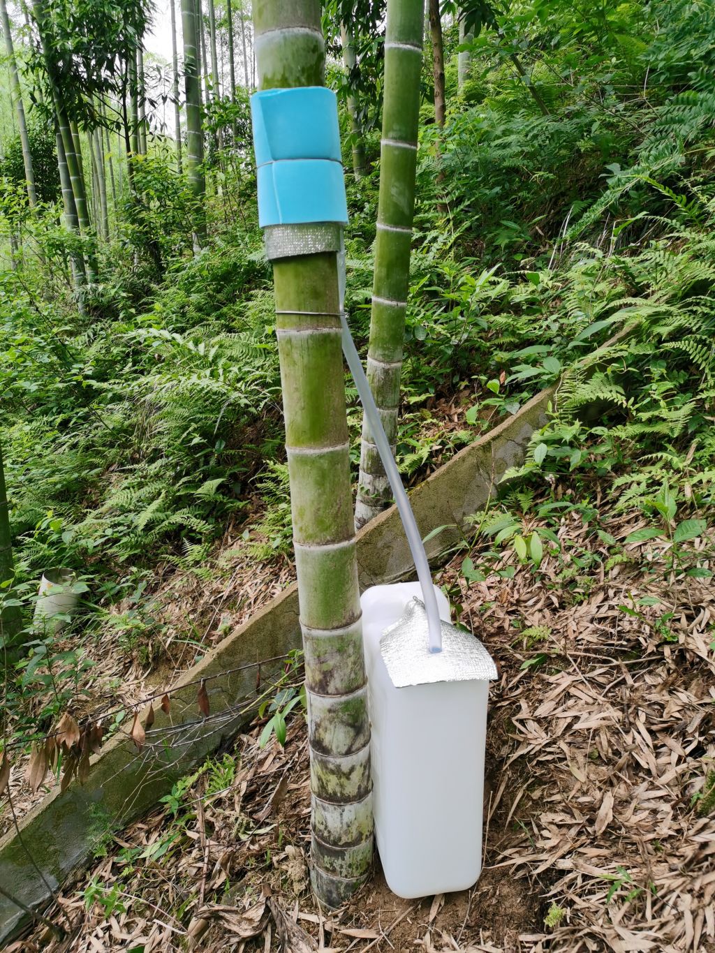 亚林所研究团队破译森林涵养水源净化水质作用“密码”