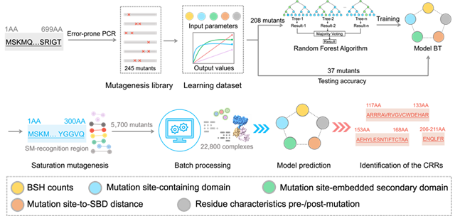 北理工课题组在AI辅助生物传感器改造领域取得重要进展