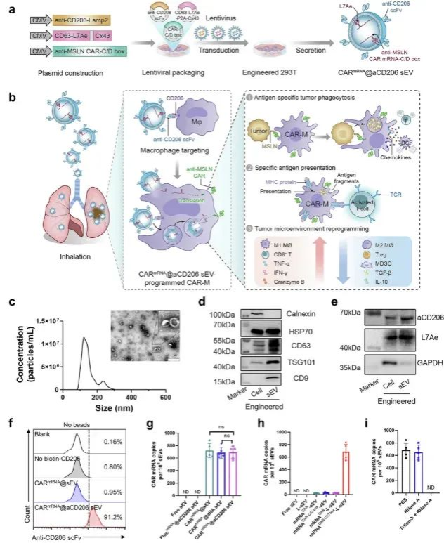 中山大学黄曦教授团队开发创新性吸入式细胞疗法为攻克肺转移癌提供新策略