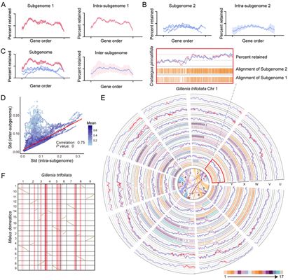 西北农林科技大学(753)园艺学院赵涛/马锋旺课题组揭示苹果族植物亚基因组分化与重复基因功能创新