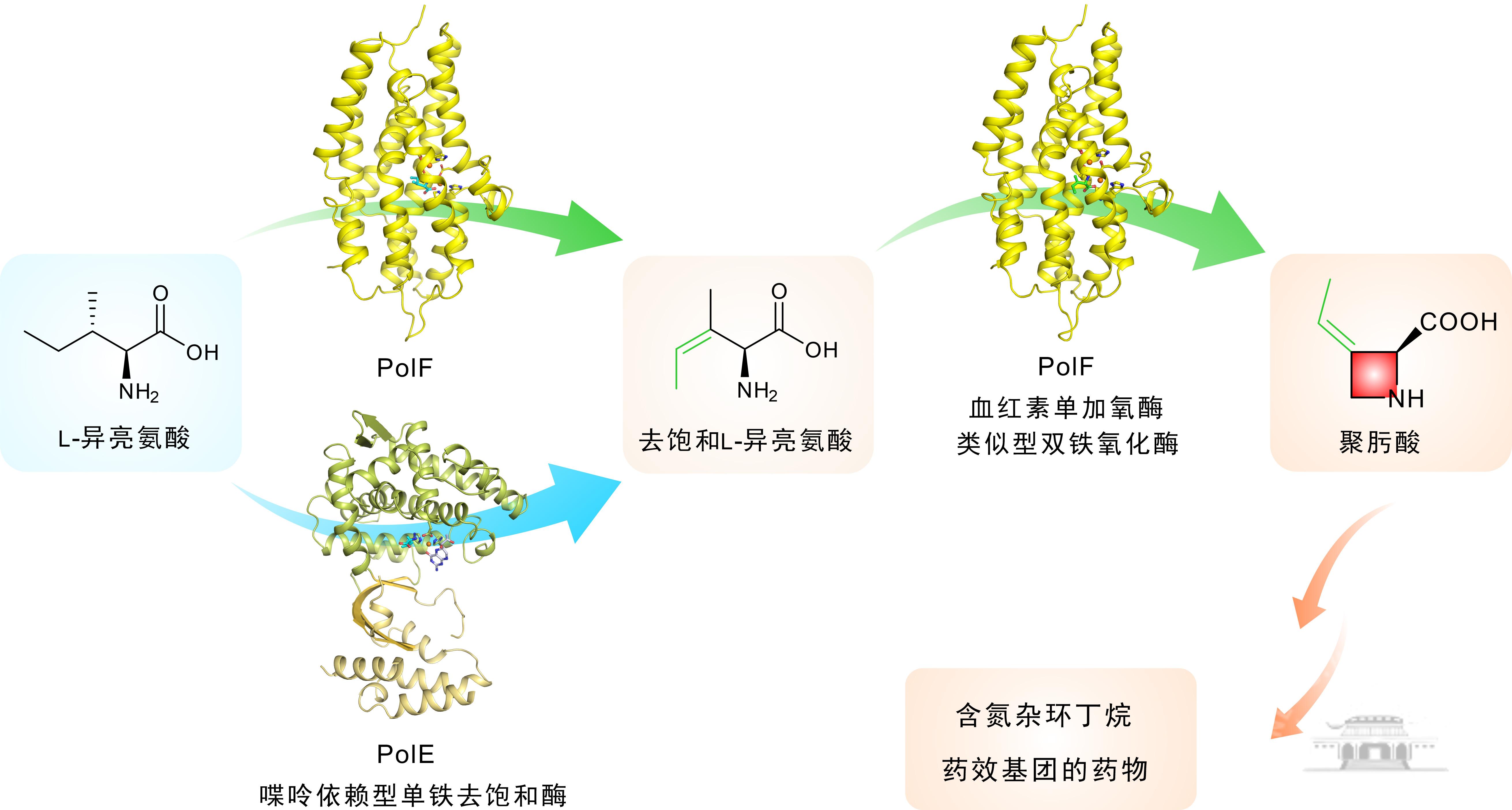 武汉大学武大-厦大团队联手破解氮杂环丁烷类药效基团的生物合成之谜