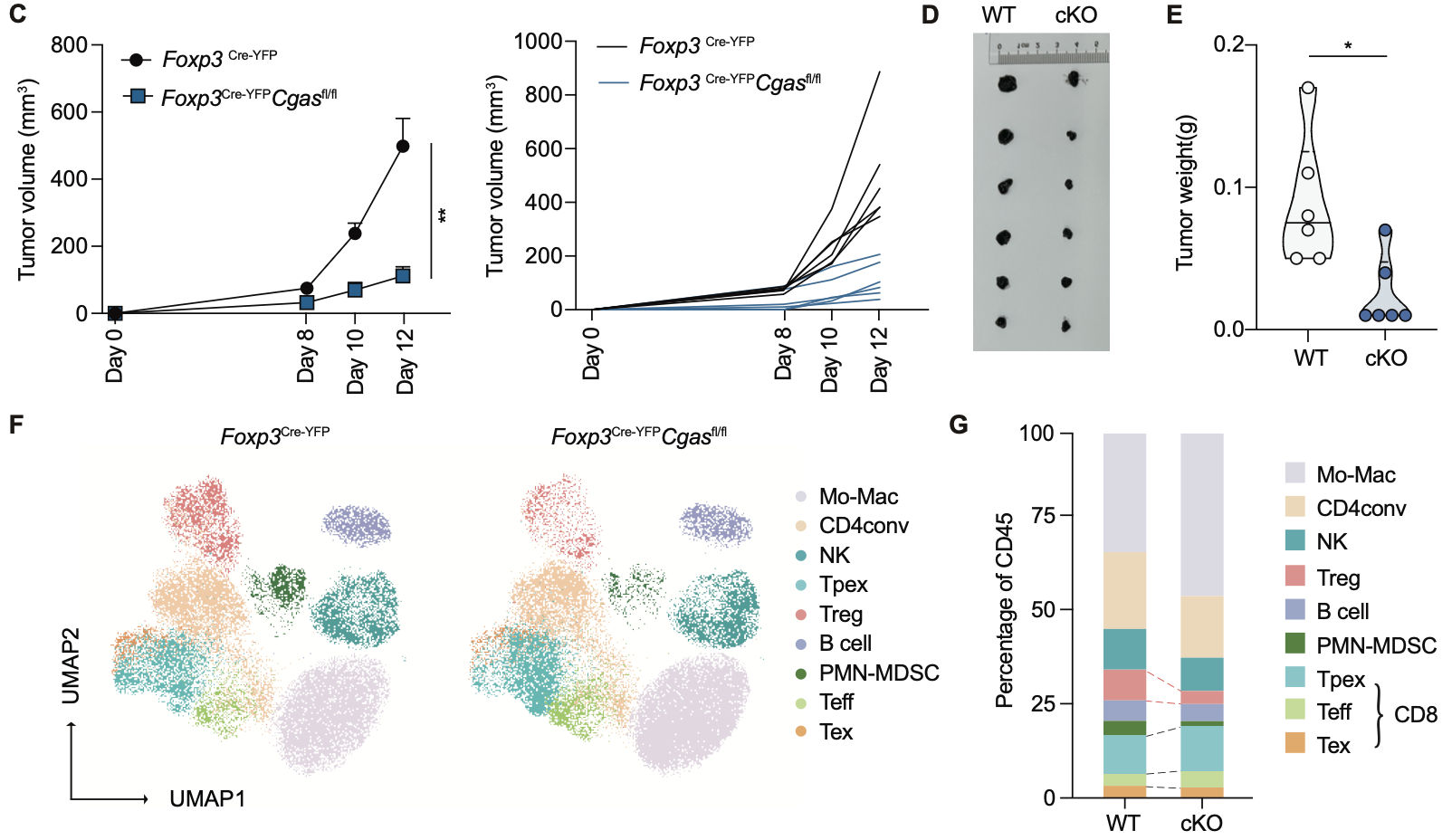 清华大学药学院尹航团队揭示cGAS-CTCF轴维持Treg的发育和功能