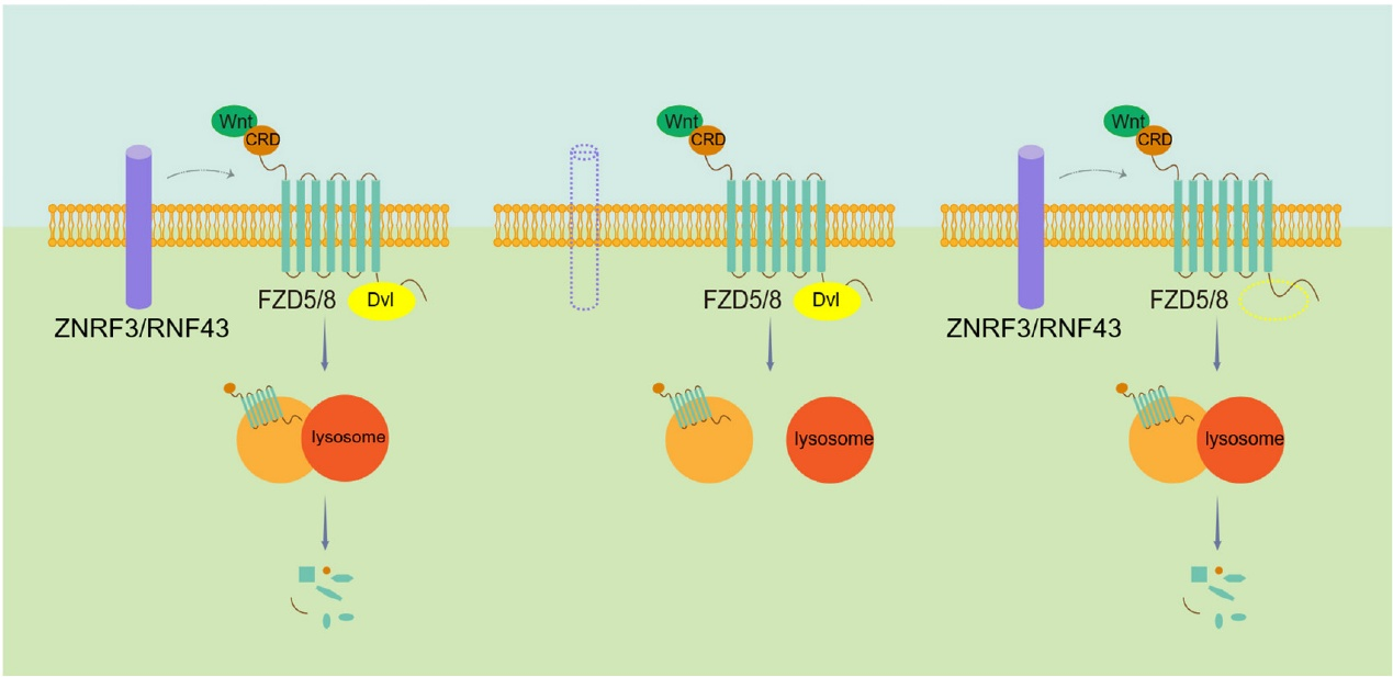 电子科技大学医学院张新军教授团队在《eLife》发表重要成果