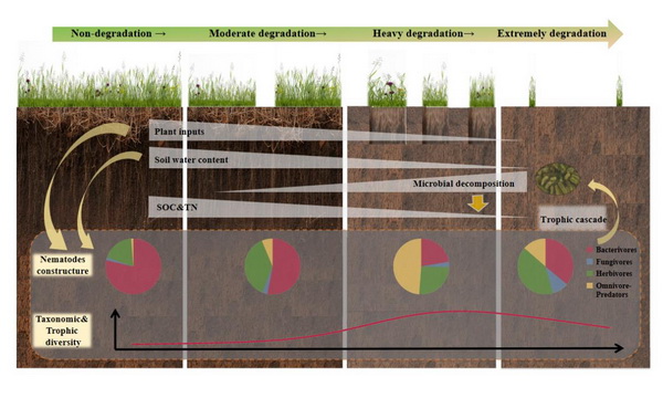 研究揭示多年冻土区草地退化通过改变土壤线虫群落间接影响土壤碳氮库