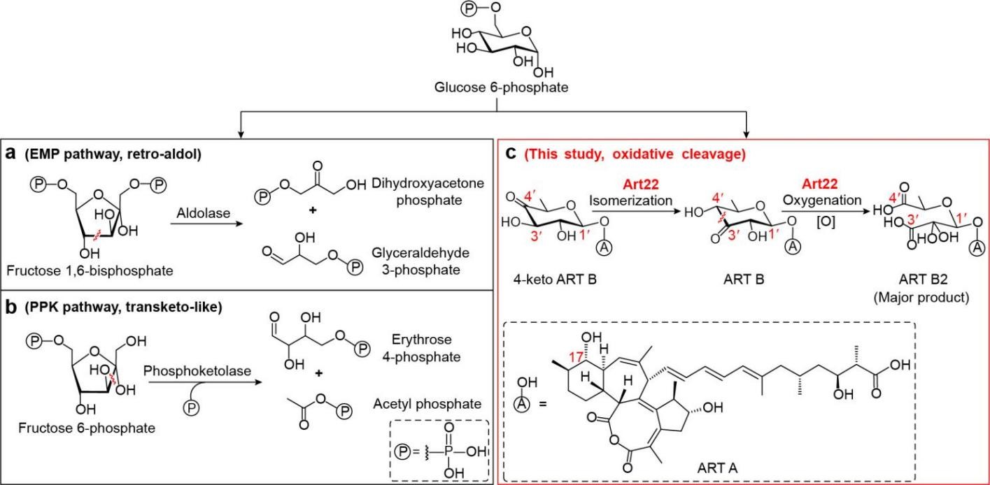 研究揭示金属异构酶催化己糖氧化裂解新机制