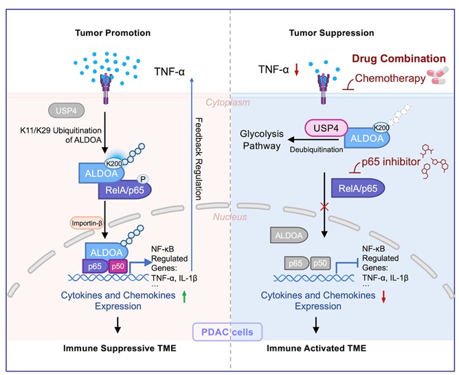北京大学生命科学学院郑晓峰课题组揭示代谢酶ALDOA入核激活NF-κB信号通路驱动胰腺癌进展