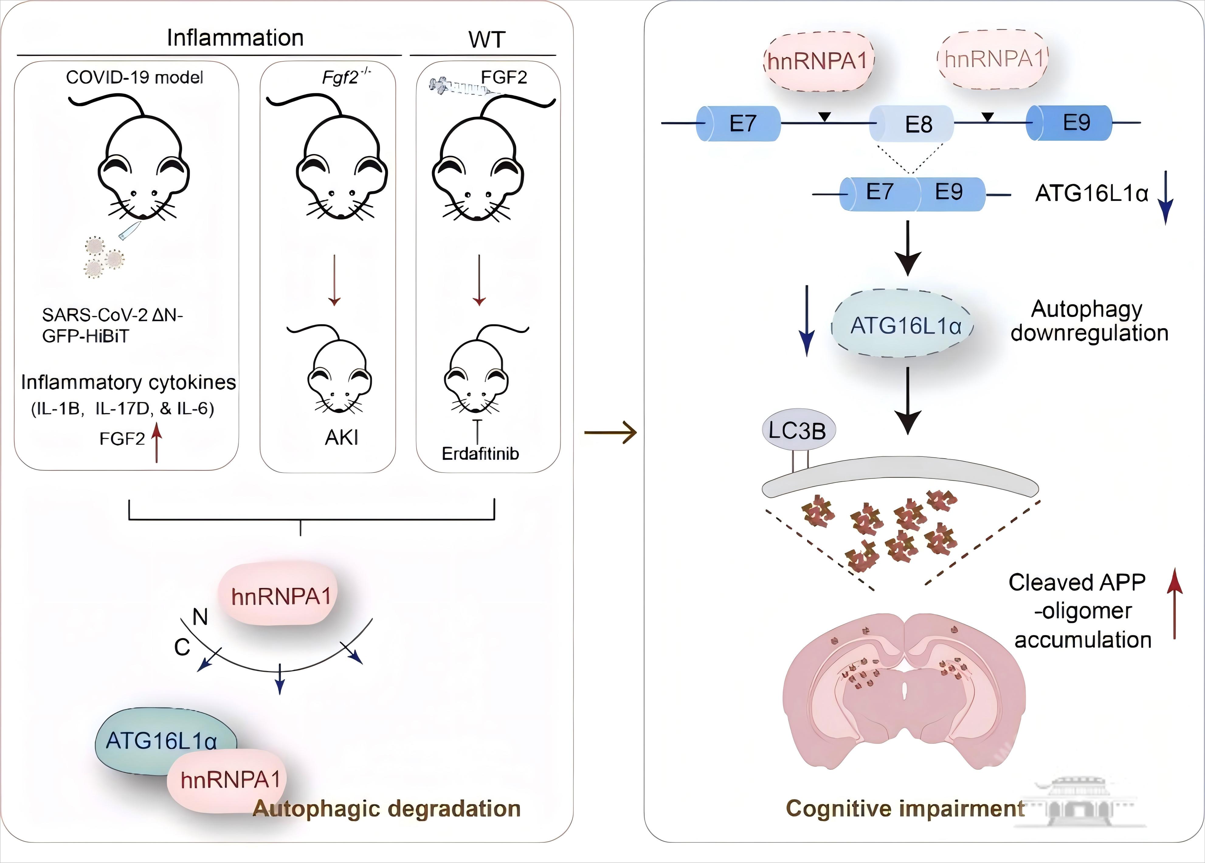 武汉大学周荣家教授课题组揭示炎症信号削弱剪接体功能和认知能力的新机制