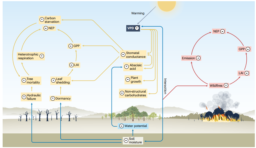 北京大学碳中和研究院袁文平团队揭示大气饱和水汽压差增强对陆地生态系统碳循环的影响