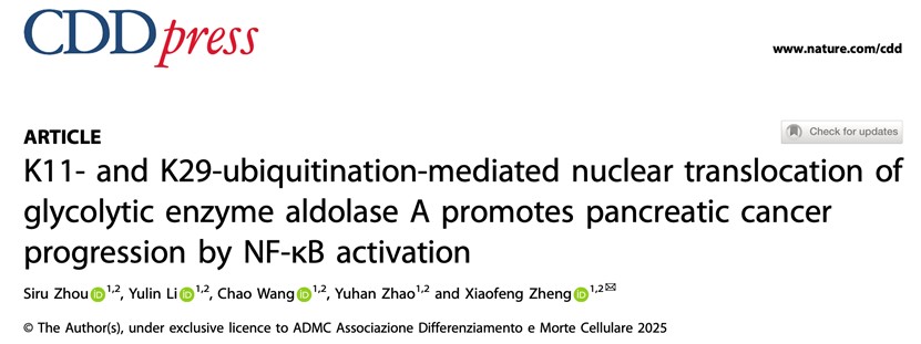 北京大学生命科学学院郑晓峰课题组揭示代谢酶ALDOA入核激活NF-κB信号通路驱动胰腺癌进展