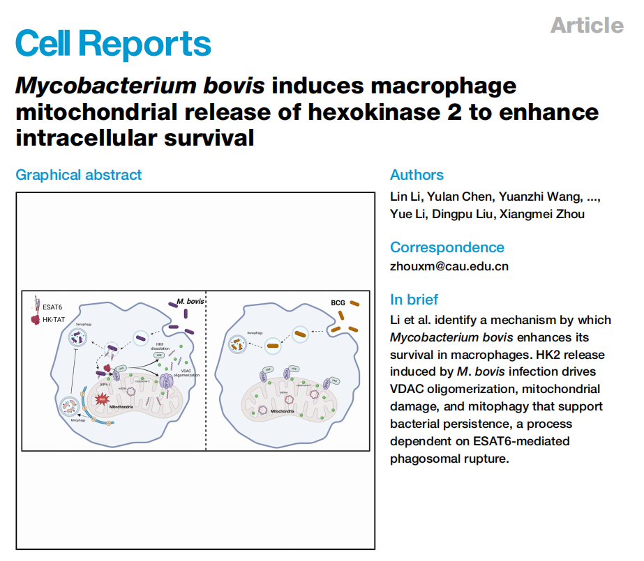 中国农业大学动物医学院周向梅教授团队在牛分枝杆菌致病机制与宿主抗菌免疫方面取得重要进展