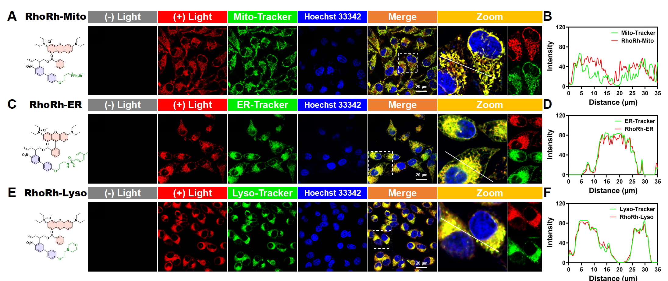 清华大学深圳国际研究生院谭春燕课题组合作在细胞器与组织双光子成像研究领域取得新进展