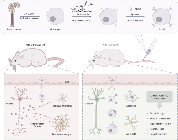 研究人员开发出靶向清除Tau蛋白的新型细胞疗法