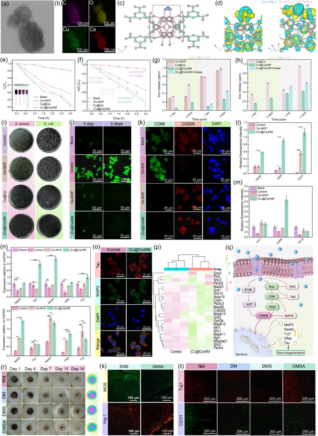 西安交大材料学院在双金属纳米酶治疗糖尿病感染伤口的研究中取得新进展