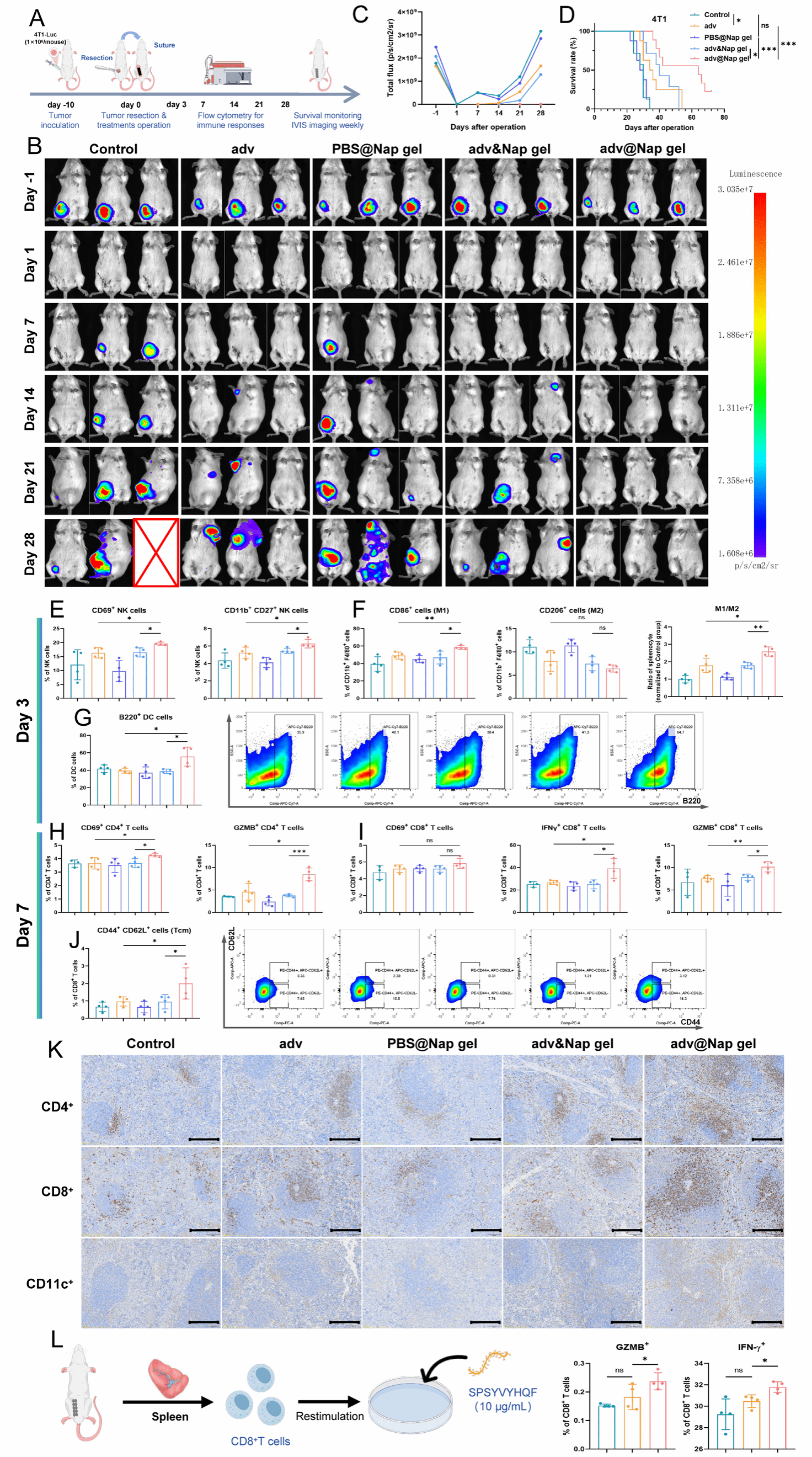 南京大学吴俊华/江春平团队揭示溶瘤病毒始于术中的原位延续性激活抗肿瘤免疫用于控制肿瘤术后复发