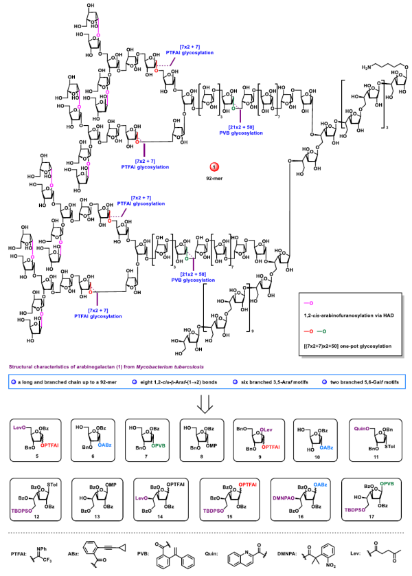 研究实现结核分枝杆菌阿拉伯半乳聚糖高达92糖的一锅法合成