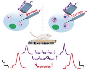 北京师范大学化学学院毛兰群教授课题组在Angew. Chem. Int. Ed.发表重要研究结果:单囊泡电化学方法揭示运动调控囊泡存储及释放