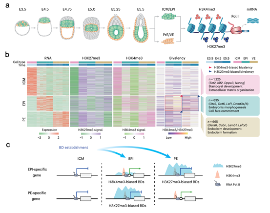 生命科学与技术学院刘文强/高绍荣/江赐忠团队研究成果发表于《自然—细胞生物学》,揭示围着床期胚胎二价染色质动态重塑的开关