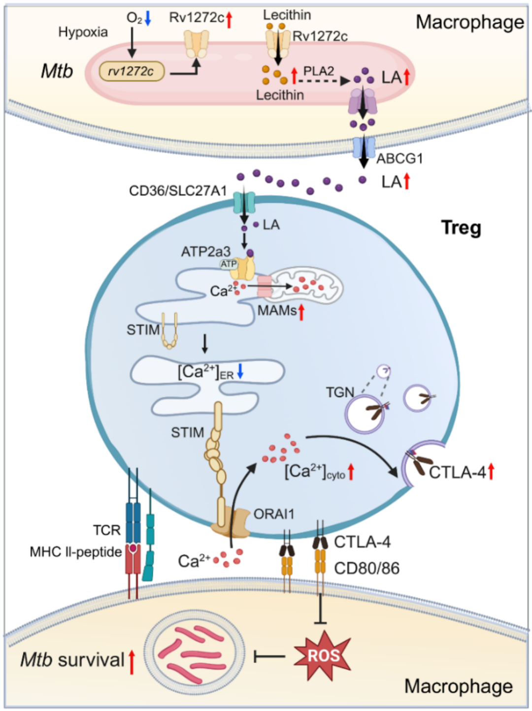 同济大学戈宝学团队合作发现结核杆菌上调调节性T细胞(Treg)CTLA-4抑制宿主抗结核免疫,成果发表于《自然微生物学》