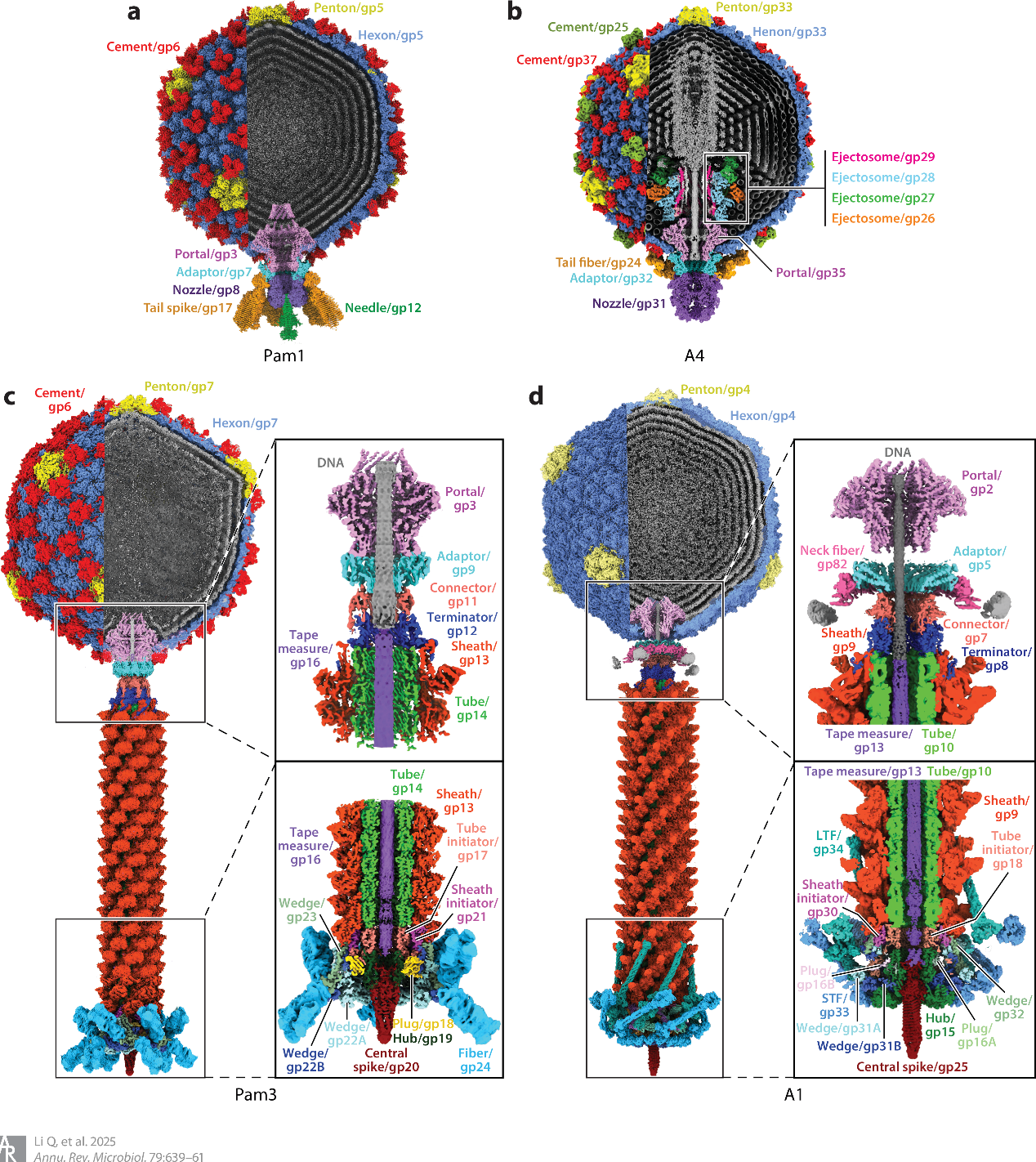中国科大在《Annual Review of Microbiology》发表噬藻体综述论文