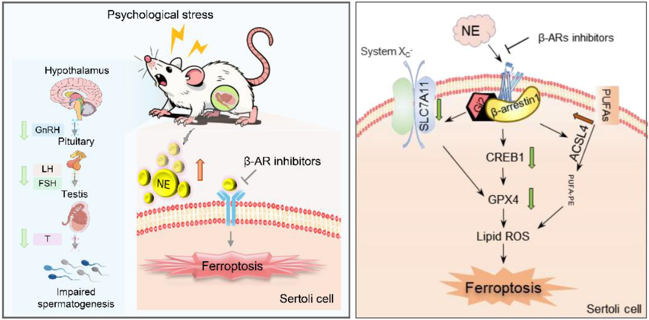 西安交大基础医学院科研团队 揭示慢性心理应激导致男性不育的新机制
