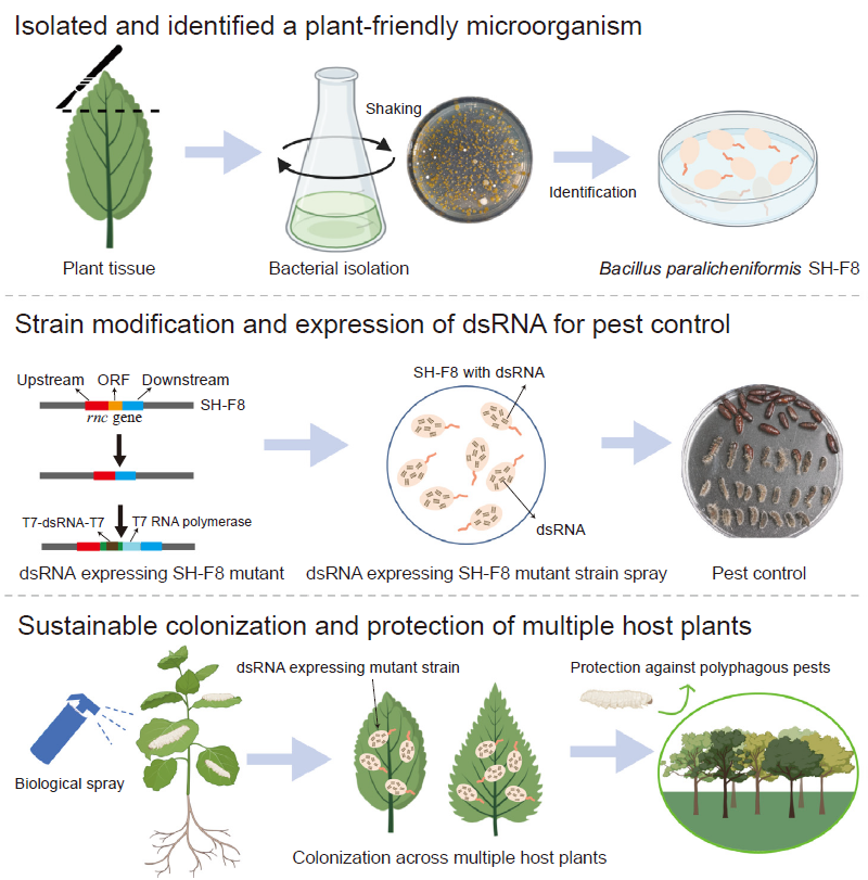 森环森保所在多食性入侵害虫绿色防控技术研发方面取得新突破