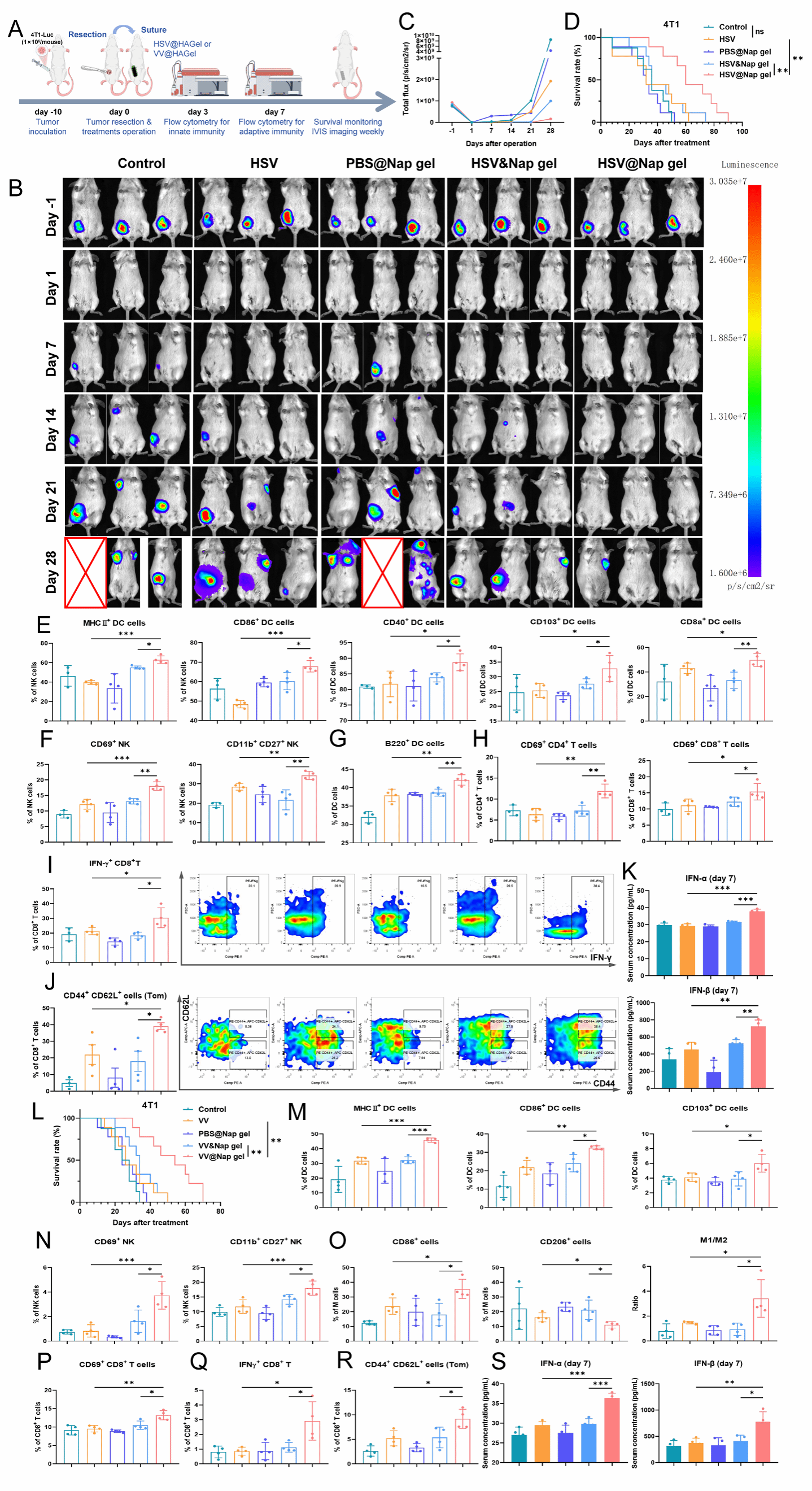 南京大学吴俊华/江春平团队揭示溶瘤病毒始于术中的原位延续性激活抗肿瘤免疫用于控制肿瘤术后复发