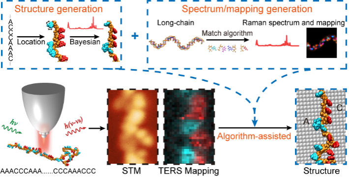 “看清”单链DNA上每一个碱基的结构—— 中国科大算法辅助的针尖增强拉曼显微成像实现单碱基精度识别