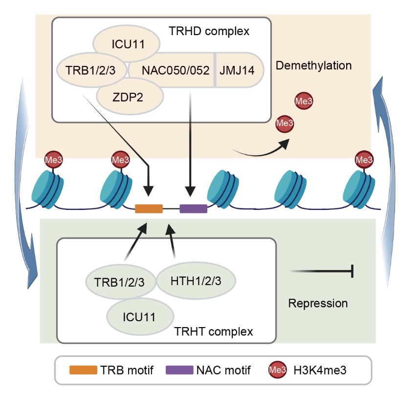 清华大学生物医学交叉研究院何新建实验室发现植物中介导组蛋白H3K4me3去甲基化的复合体