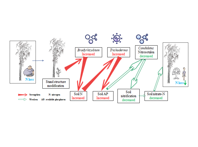 亚林所研究团队破译森林涵养水源净化水质作用“密码”