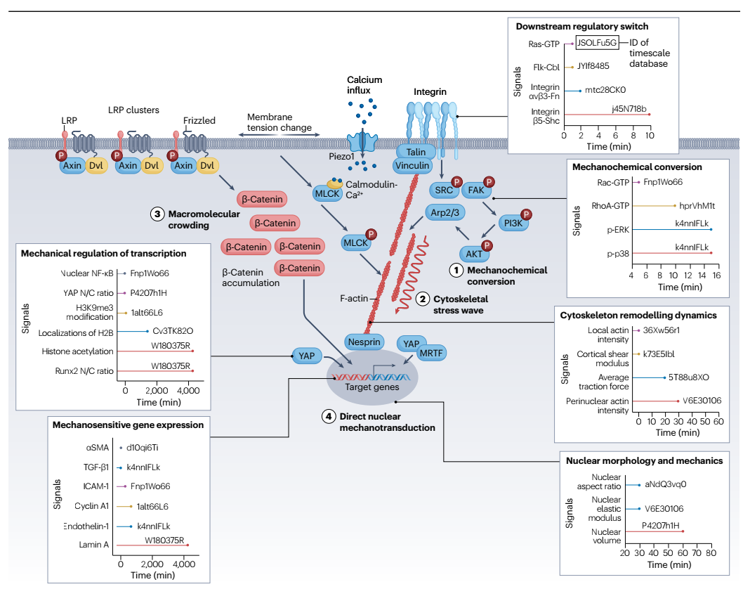 西安交大科研团队构建“力学生物学时间尺度数据库” 系统总结细胞力学响应过程的时空调控规律