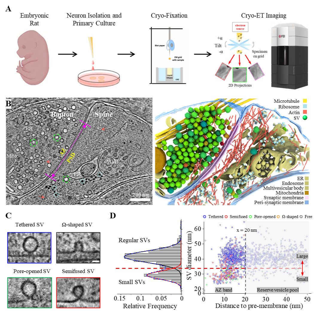 中国科大开发毫秒时间分辨冷冻电镜技术,破解神经突触传递生物物理机制