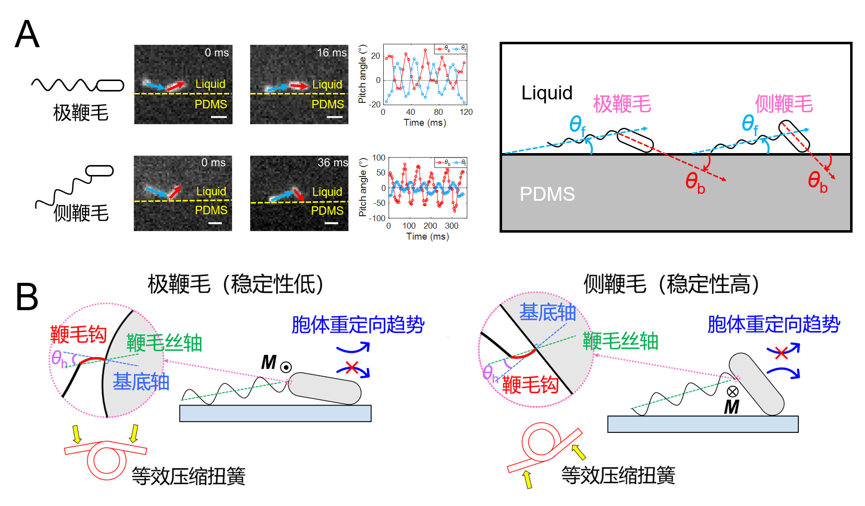 中国科大揭示细菌表面捕获稳定性的新机制