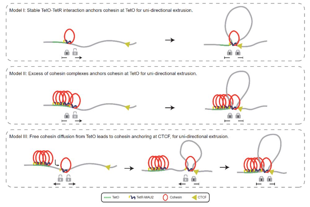 南京大学现代生物研究院韩瑞琦等揭示活细胞中环挤出的动态过程及黏连蛋白的相互作用