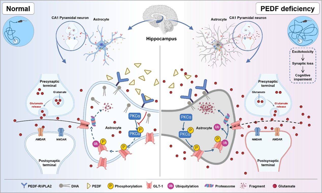 中山大学高国全杨霞齐炜炜团队从代谢角度揭示阿尔兹海默症认知功能障碍的新调控分子