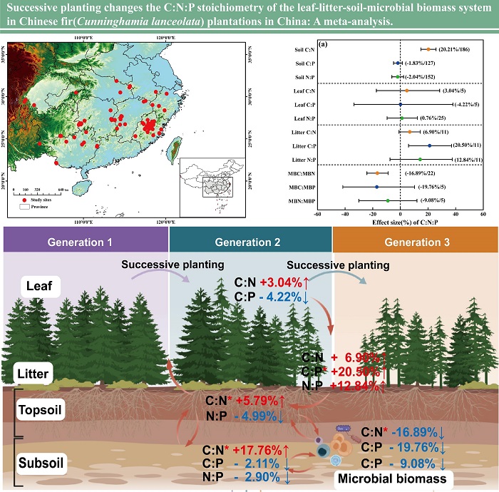 林业所最新研究揭示连续种植对中国杉 木人工林叶-凋落物-土壤-微生物系统 C:N:P化学计量变化机制