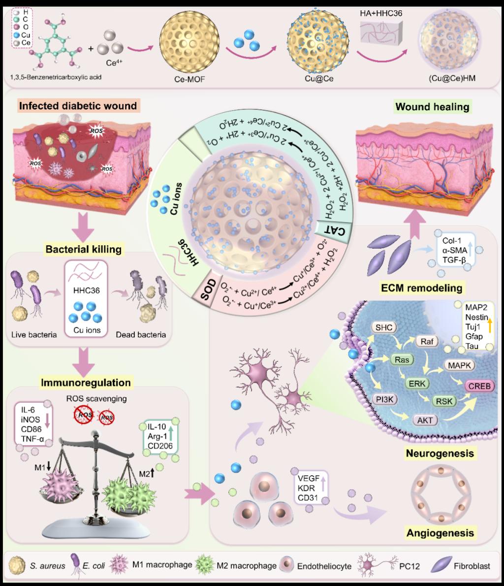 西安交大材料学院在双金属纳米酶治疗糖尿病感染伤口的研究中取得新进展