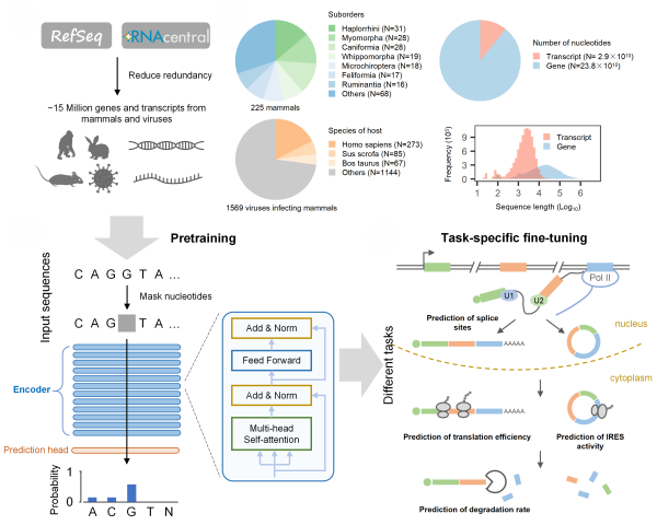 科研人员开发出RNA基础语言模型
