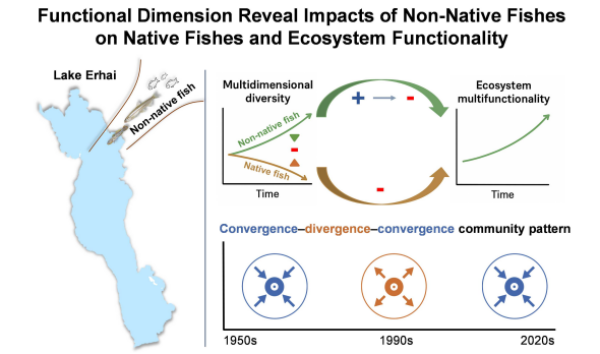 外来物种对我国湖泊生态影响研究获进展