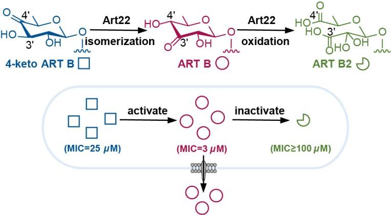 研究揭示金属异构酶催化己糖氧化裂解新机制