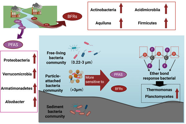 研究揭示全氟烷基化合物对河口海岸环境微生物的影响特征