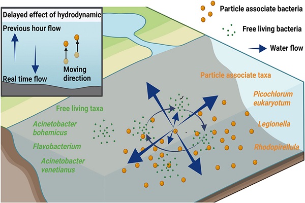 研究揭示全氟烷基化合物对河口海岸环境微生物的影响特征