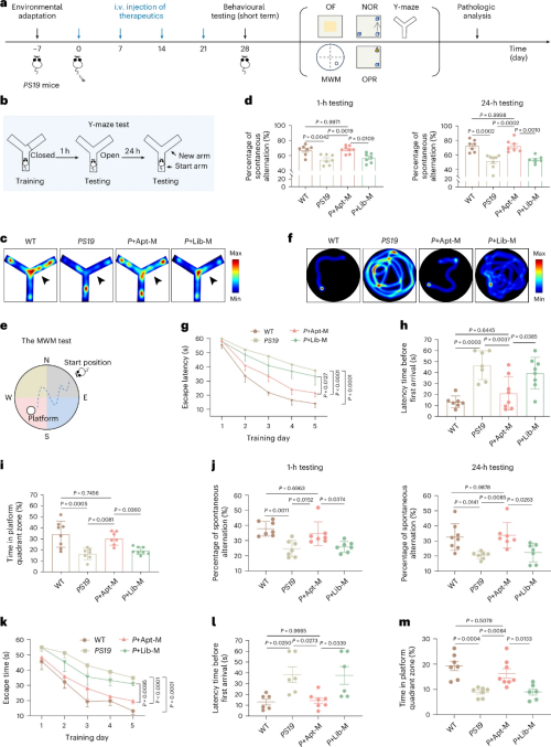 研究人员开发出靶向清除Tau蛋白的新型细胞疗法