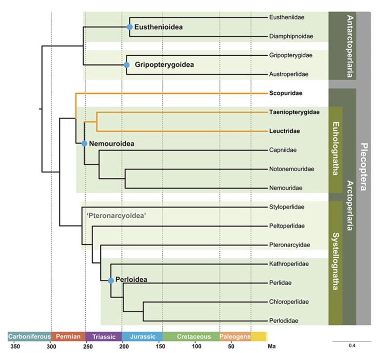 研究揭示石蝇演化历史