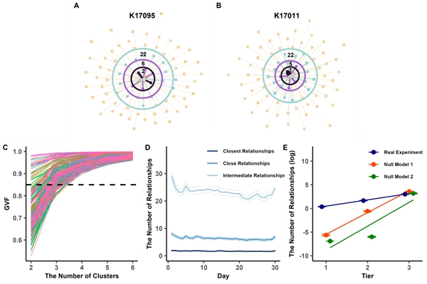 研究揭示鸟类社交网络多层次结构形成机制