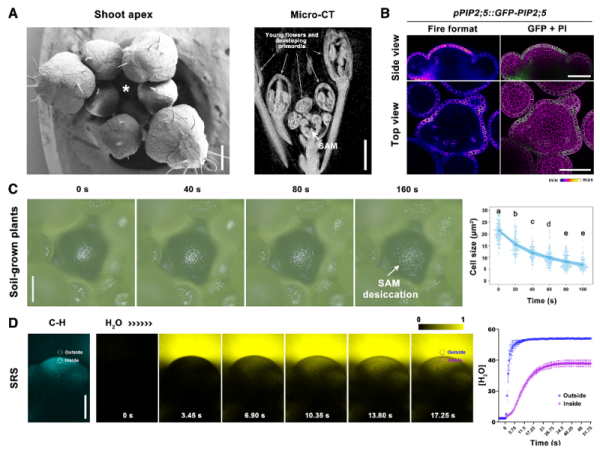 植物分生组织水分感知和干细胞活性调控研究获进展